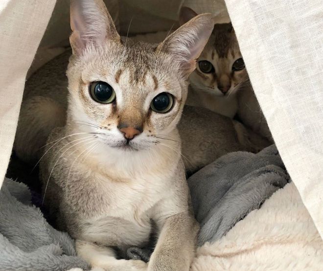 сингапурская кошка характер сингапурская кошка характер