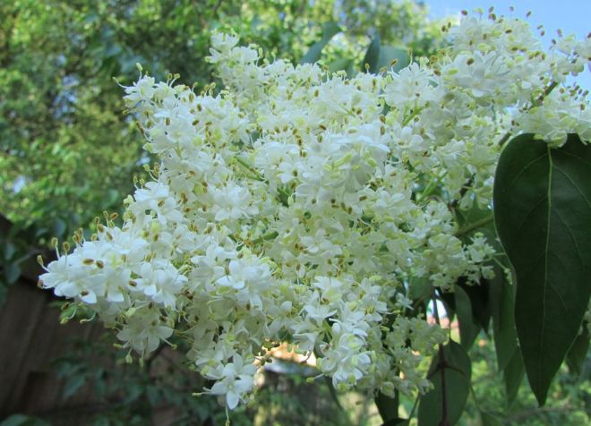 сирень амурская сударушка сирень амурская сударушка