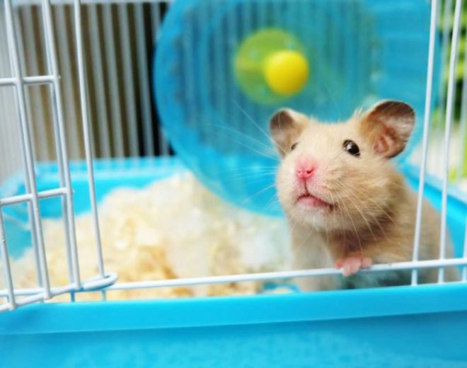 сирийский хомяк уход и содержание сирийский хомяк уход и содержание