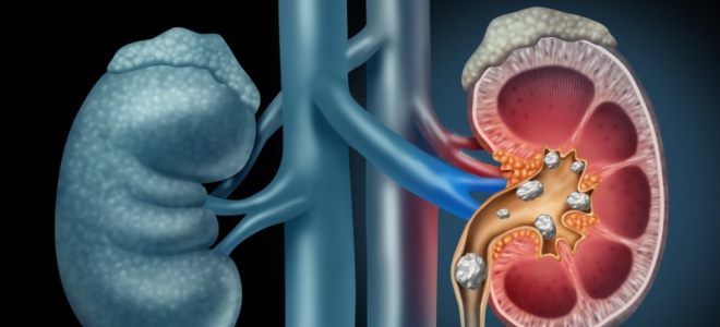 фото1 сколько капель канефрона