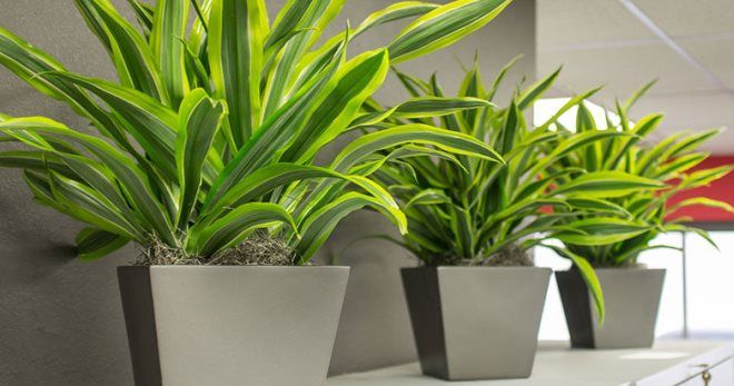 Сколько живет драцена в домашних условиях Сколько живет драцена в домашних условиях