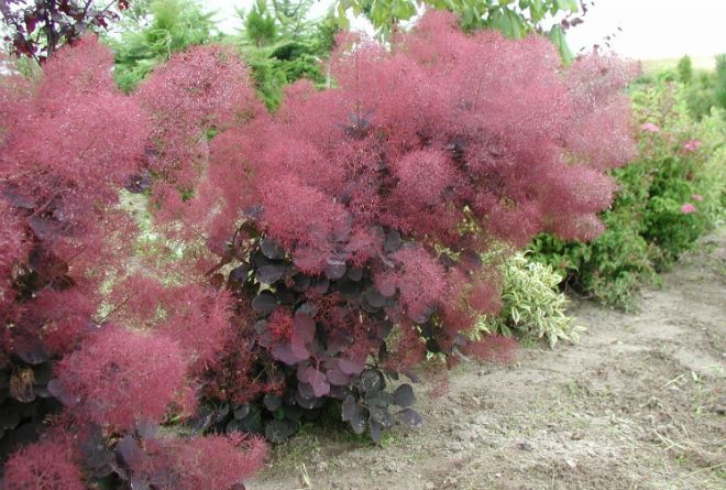 скумпия кожевенная янг леди скумпия кожевенная янг леди