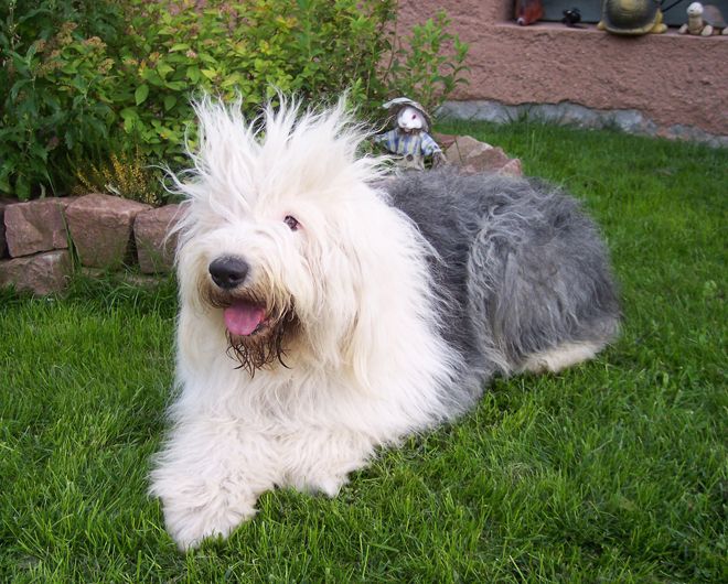 собака бобтейл история породы собака бобтейл история породы