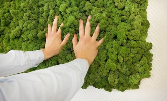 стабилизированный мох это стабилизированный мох это