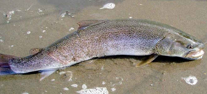 таймень что за рыба таймень что за рыба