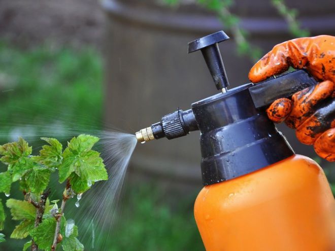 Тля на смородине - как бороться народными средствами Тля на смородине - как бороться народными средствами