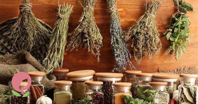 травы от насморка травы от насморка