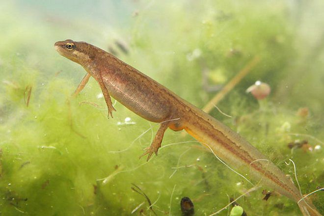 тритон обыкновенный тритон обыкновенный