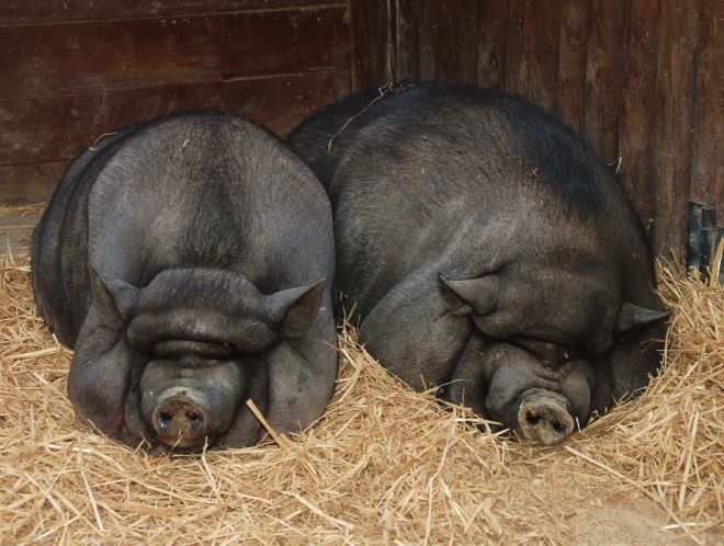 вьетнамская вислобрюхая вьетнамская вислобрюхая