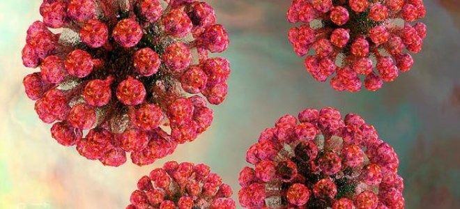 вирус краснухи вирус краснухи