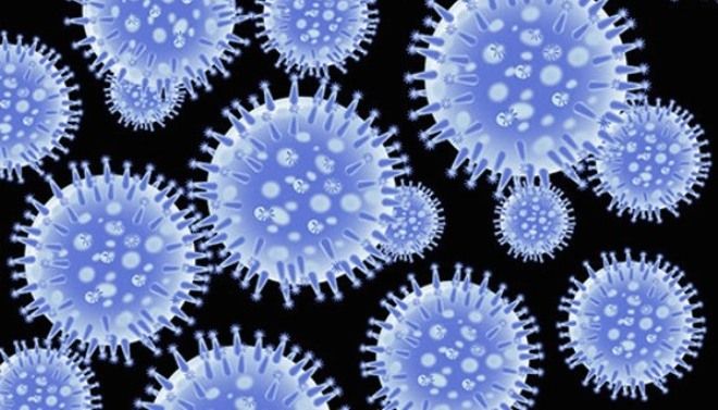 возбудитель розеолы возбудитель розеолы