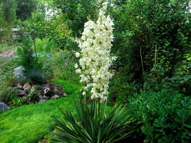 Юкка нитчатая Юкка нитчатая