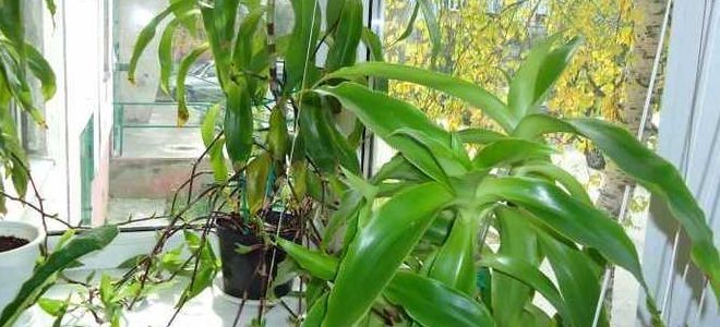 золотой ус описание золотой ус описание