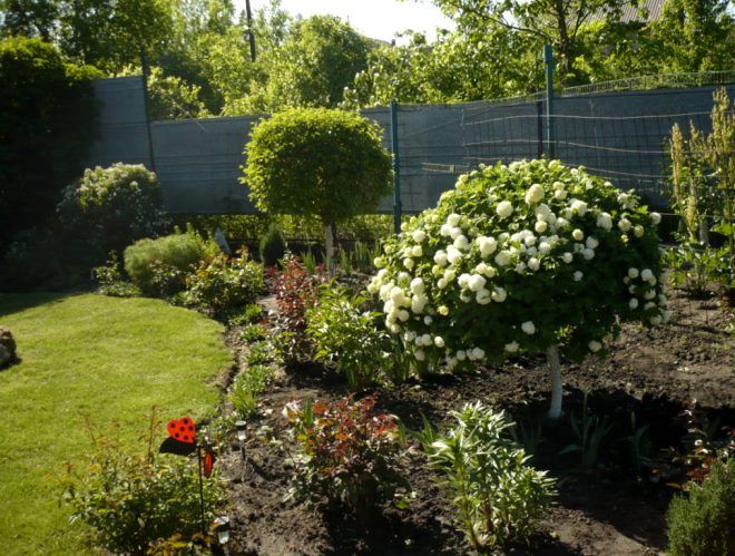 одиночная штамбовая калина на цветнике одиночная штамбовая калина на цветнике