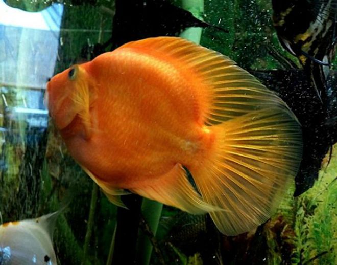 рыба попугай рыба попугай