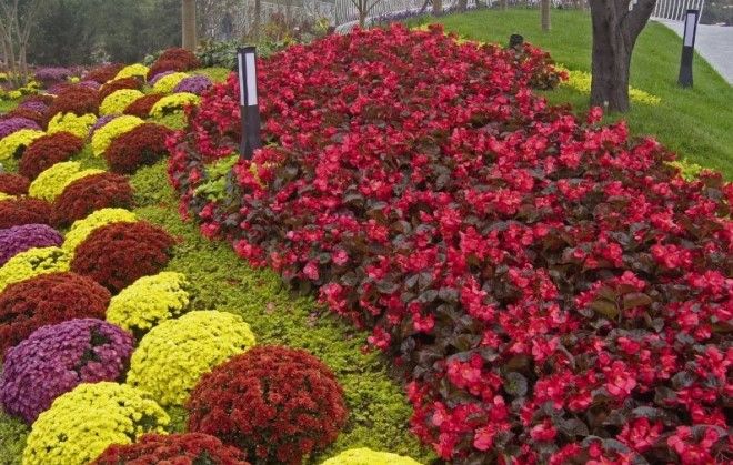 хризантема мультифлора в бордюре хризантема мультифлора в бордюре