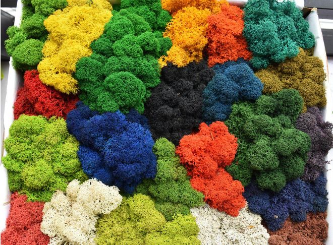 крашеный мох крашеный мох