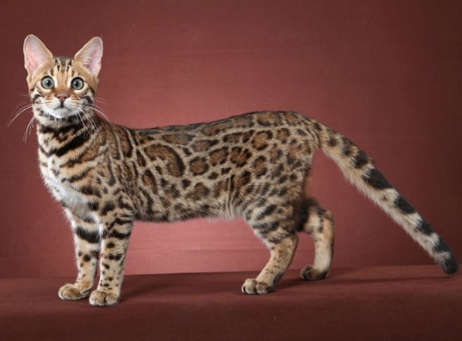 бенгальская кошка бенгальская кошка