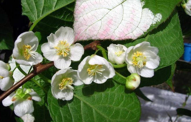 актинидия коломикта сорта актинидия коломикта сорта