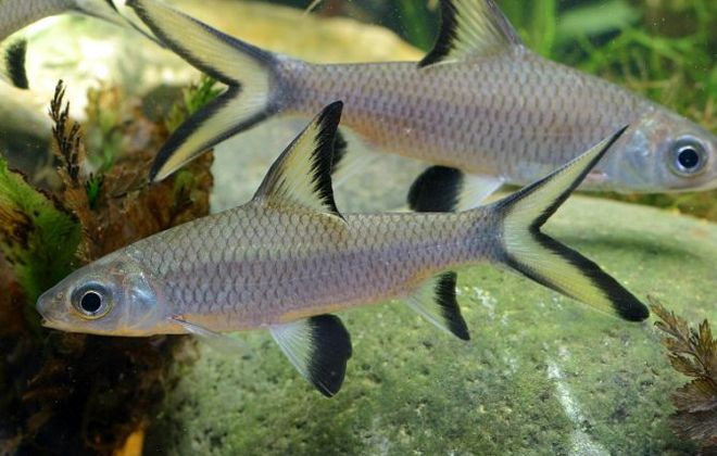 акулий сом балу акулий сом балу