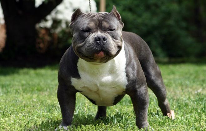 американский булли стандарт американский булли стандарт