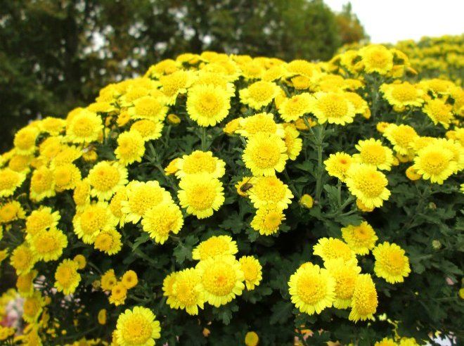 Бранкин Санни Бранкин Санни