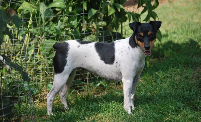 бразильский терьер окрасы белый бразильский терьер окрасы белый