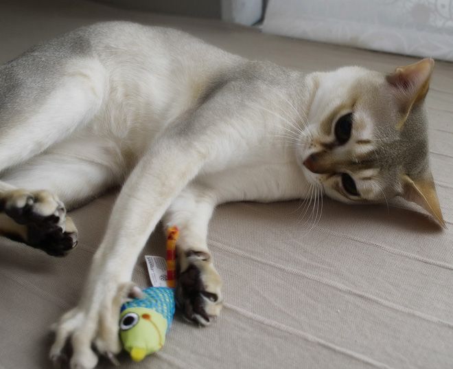 чем кормить сингапурскую кошку чем кормить сингапурскую кошку