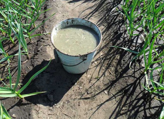 чем подкормить озимый чеснок весной чем подкормить озимый чеснок весной