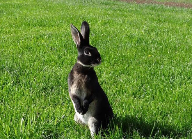 черный кролик рекс черный кролик рекс