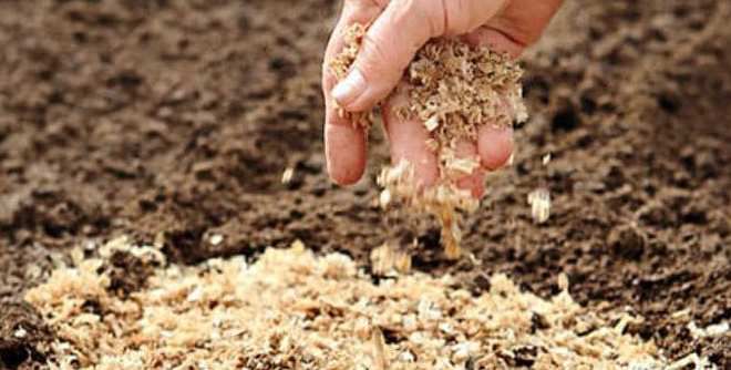 Для чего нужны опилки на огороде Для чего нужны опилки на огороде
