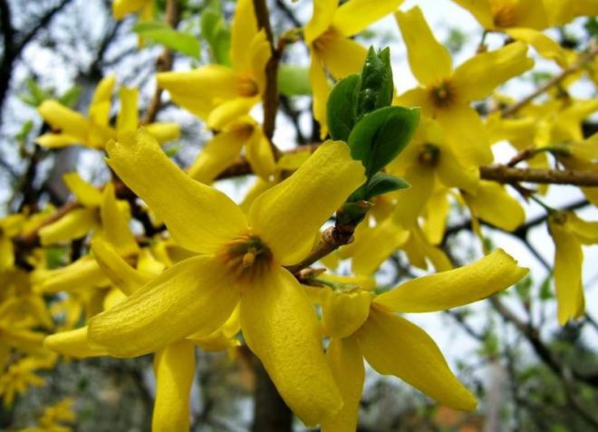 форзиция пестрая форзиция пестрая