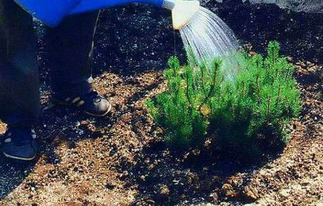 горная сосна пумилио уход горная сосна пумилио уход