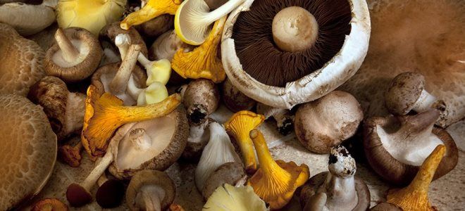 грибы при гв грибы при гв