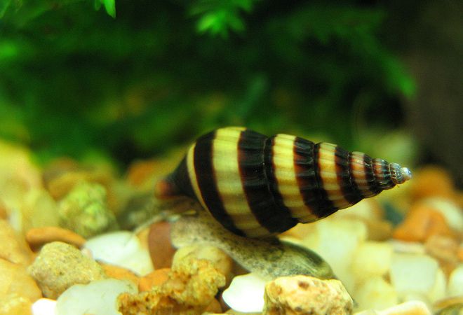 хелена содержание хелена содержание