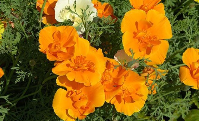 как цветет эшшольция как цветет эшшольция