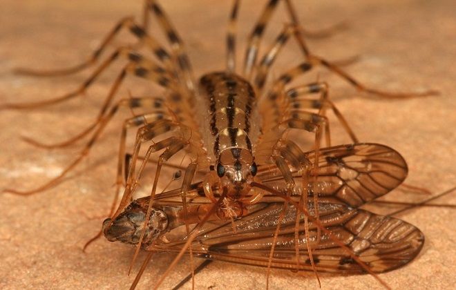 как мухоловка ловит мух как мухоловка ловит мух