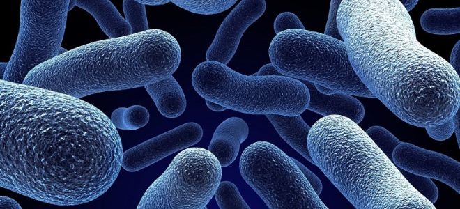 как называется прививка от пневмонии как называется прививка от пневмонии