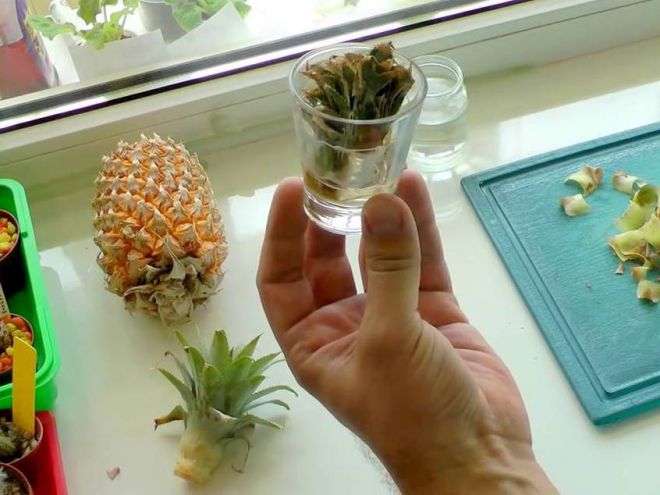 Как обрезать ананас для посадки Как обрезать ананас для посадки