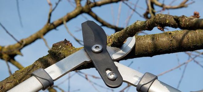 как обрезать колоновидный абрикос осенью как обрезать колоновидный абрикос осенью