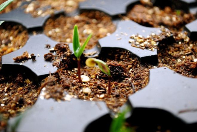 как подготовить грунт для рассады как подготовить грунт для рассады