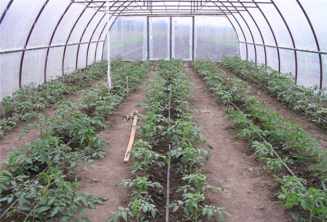 как поливать помидоры в теплице как поливать помидоры в теплице