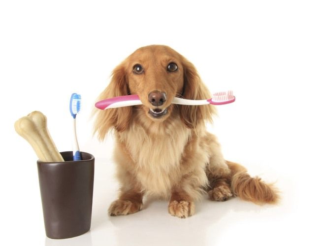 как приучить собаку к чистке зубов как приучить собаку к чистке зубов