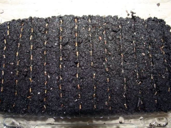 Как сеять вербену на рассаду Как сеять вербену на рассаду