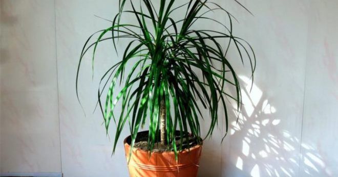 Как ухаживать за драценой в домашних условиях Как ухаживать за драценой в домашних условиях