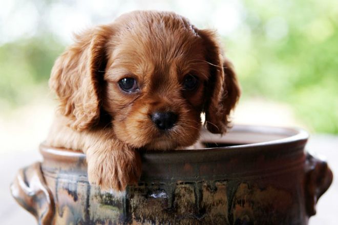 как выбрать щенка кавалер кинг чарльз спаниель как выбрать щенка кавалер кинг чарльз спаниель