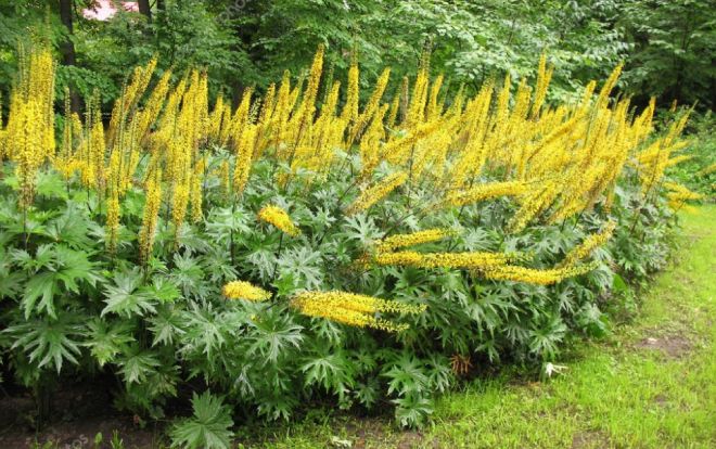 как выглядит бузульник Пржевальского как выглядит бузульник Пржевальского