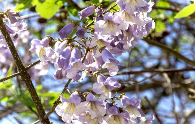 Как выглядит дерево Павловния Как выглядит дерево Павловния