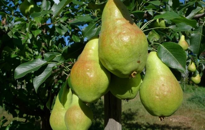как выглядит груша дюшес как выглядит груша дюшес
