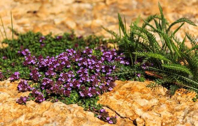 как выглядит тимьян ползучий как выглядит тимьян ползучий
